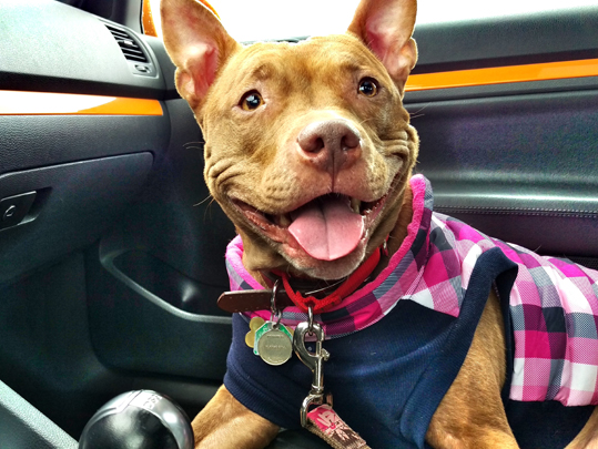 Dog in Car